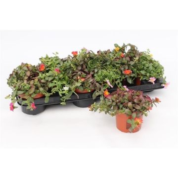 image PORTULACA POURPIER