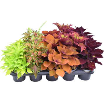 image COLEUS