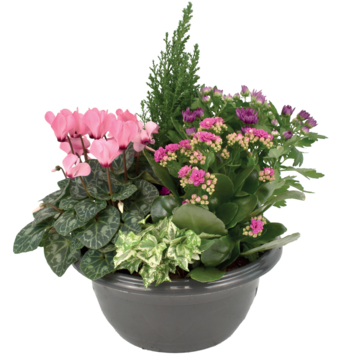 image COUPE EXT FIRMIN