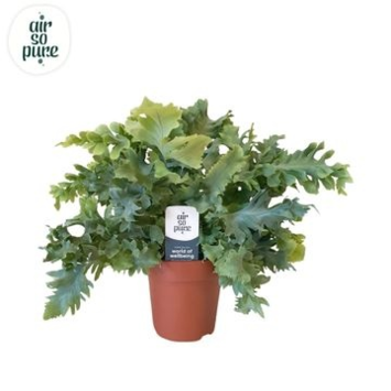 image PHLEBODIUM DAVANA