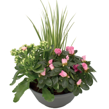 image COUPE EXT ETHELLE