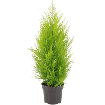 image CUPRESSUS GOLD PYRAM