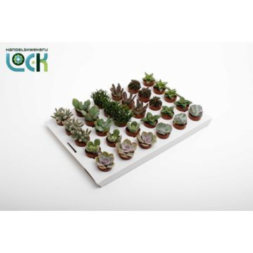 image SUCCULENTE