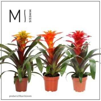 image GUZMANIA VARIES