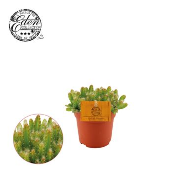 image HYLOCEREUS UNDATUS