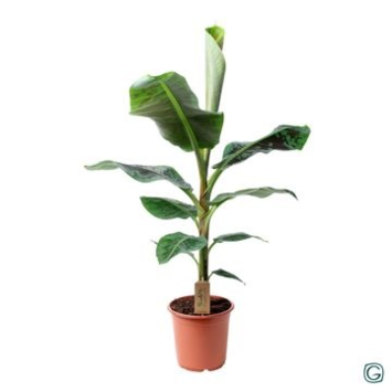 image MUSA DWARF
