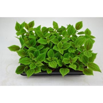 image PILEA MOON VALLEY