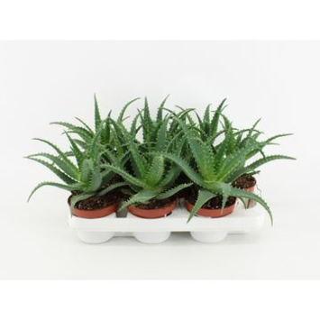 image ALOE ARBORESCENS
