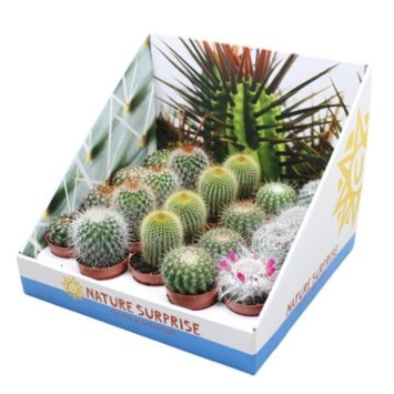 image CACTUS BOULE