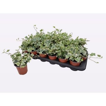 image HEDERA WHITE WONDER