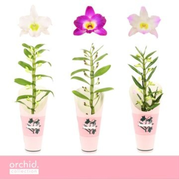 image DENDROBIUM 1BR NOBILE VARIES