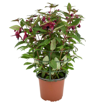 image FUCHSIA P COLORE