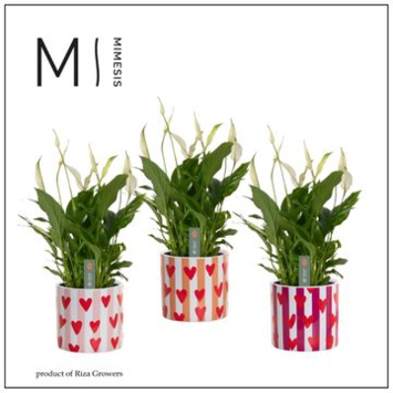 image SPATHIPHYLLUM BELLINI CERAM