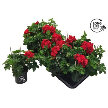 image GERANIUM LIERRE DBLE ROUGE