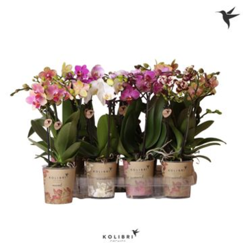image PHALAENOPSIS 2BR MF