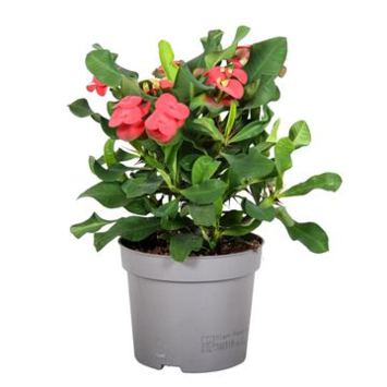 image EUPHORBIA MILII VULCANUS ROUGE