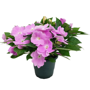image IMPATIENS GUINEE P COLORE