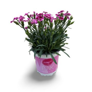image OEILLET PINK KISSES