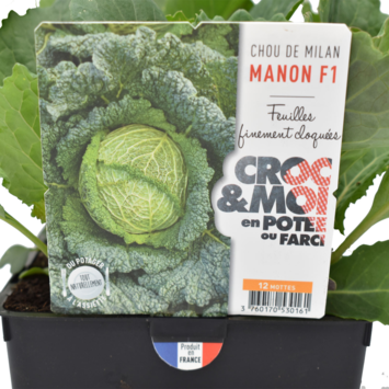 image CHOU DE MILAN MANON BQ12