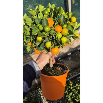 image CALAMONDIN 1/2TIGE