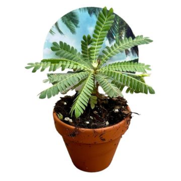 image BIOPHYTUM SENSITIVUM