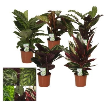 image CALATHEA VARIES