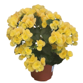 image BEGONIA RIEGGER