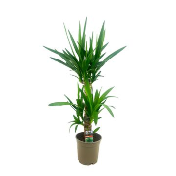 image YUCCA 45-20