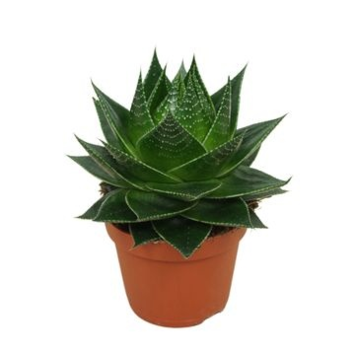 image ALOE COSMO