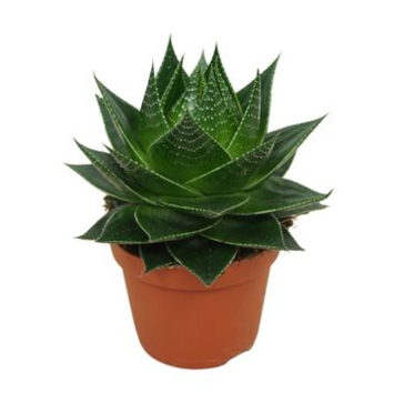 image ALOE COSMO