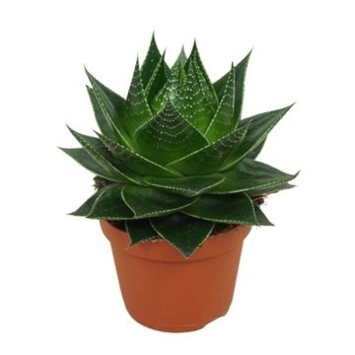 image ALOE COSMO