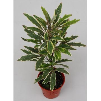 image ARALIA ELEGANTISSIMA BIANCA