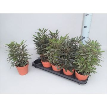 image ARALIA ELEGANTISSIMA VARIES