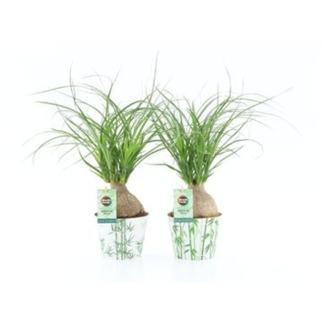 image BEAUCARNEA NOLINA