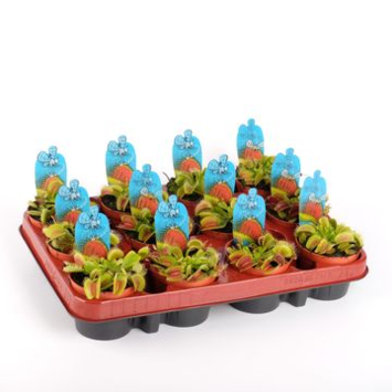 image DIONAEA
