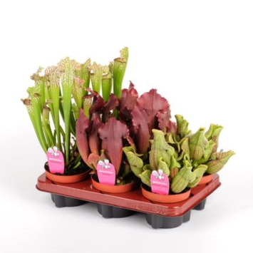 image SARRACENIA