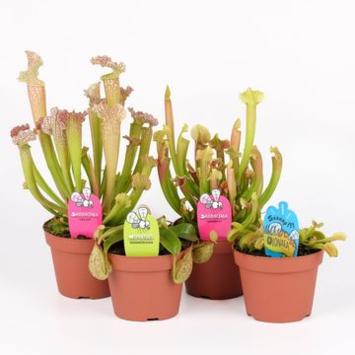 image PLANTES CARNIVORES