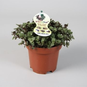 image TRADESCANTIA CALLISIA