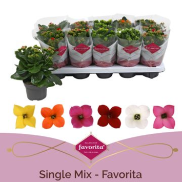 image KALANCHOE &