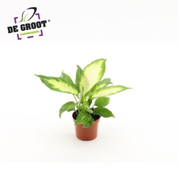 image DIEFFENBACHIA CAMILLA