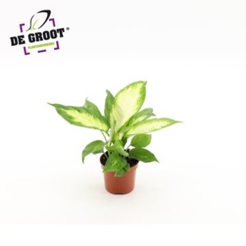 image DIEFFENBACHIA CAMILLA