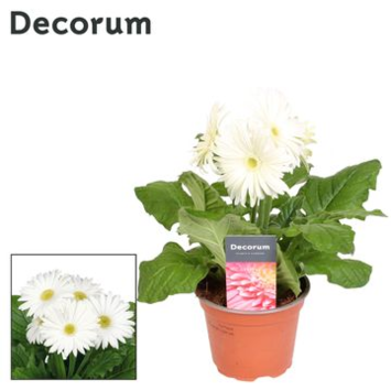 image GERBERA BLANC DECORUM