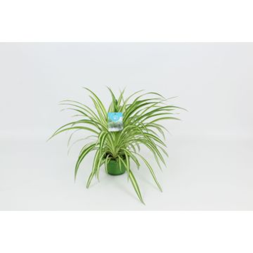 image CHLOROPHYTUM VITTATUM SUSP