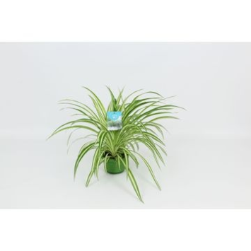 image CHLOROPHYTUM VITTATUM SUSP