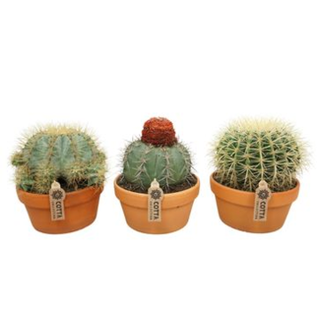 image CACTUS VARIES