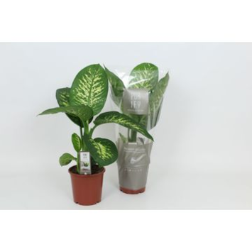 image DIEFFENBACHIA TROPIC SNOW