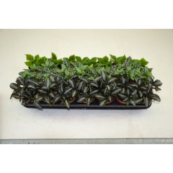 image PILEA VARIES
