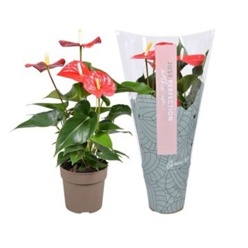 image ANTHURIUM ANDREANUM ALMERA ROUGE HOUSSE