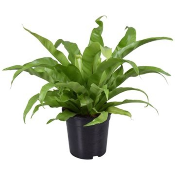 image ASPLENIUM ANTIQUUM