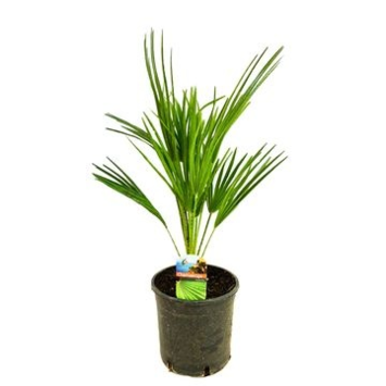 image CHAMAEROPS HUMILIS